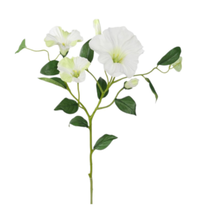Vara de Ipomea Morning Glory 60 cm uc.12 Blanco