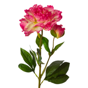 Vara Peonia x2 60 cm uc.12 Fucsia