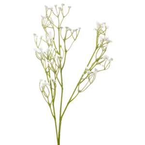 Vara Gypsophila Simple 54 cm uc.12 Blanco