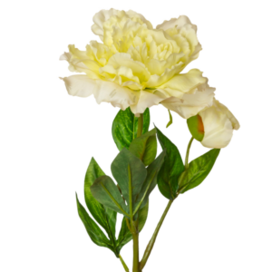 Vara Peonia x2 60 cm uc.12 Crema