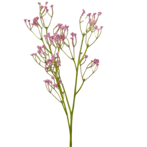Vara Gypsophila Simple 54 cm uc.12 Fucsia