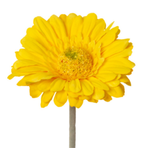 Vara Gerbera tallo floqueado 42 cm uc.36 Amarillo