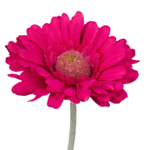 Vara Gerbera tallo floqueado 42 cm uc.36 Fucsia