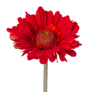 Vara Gerbera tallo floqueado 42 cm uc.36 Roja