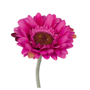 Vara Gerbera mini 45 cm uc.48 Fucsia