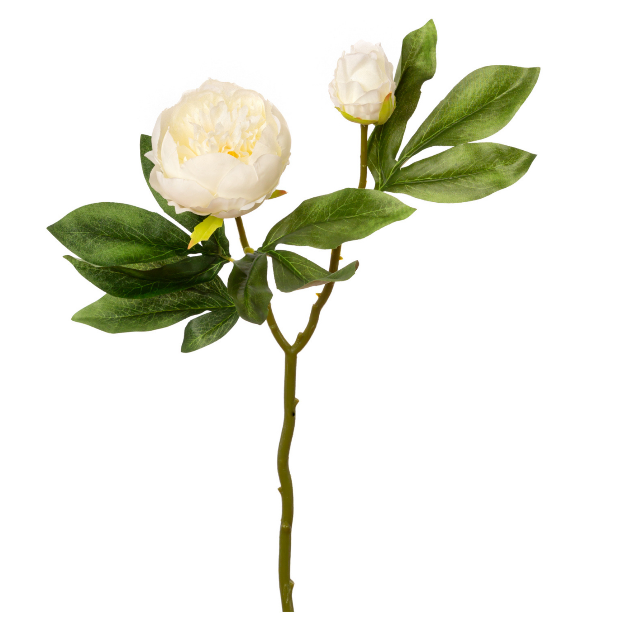 Vara Peonia 2 Cabezas 47 cm uc.30 Blanco