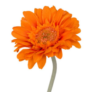 Vara Gerbera mini 45 cm uc.48 Naranja