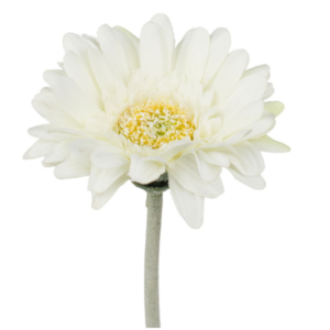 Vara Gerbera mini 45 cm uc.48 Blanco
