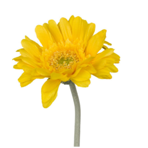 Vara Gerbera mini 45 cm uc.48 Amarillo