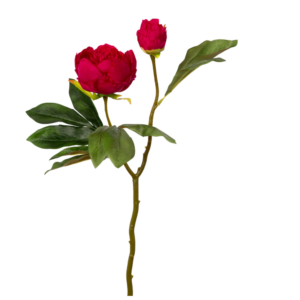 Vara Peonia 2 Cabezas 47 cm uc.30 Fucsia