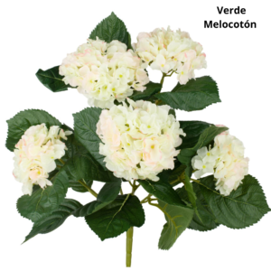 Mata Hydrangea 55 cm uc.6 Melocotón y Verde Claro
