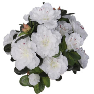 Mata Azalea 35 cm uc.6 Blanco