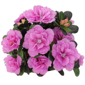 Mata Azalea 35 cm uc.6 Rosa