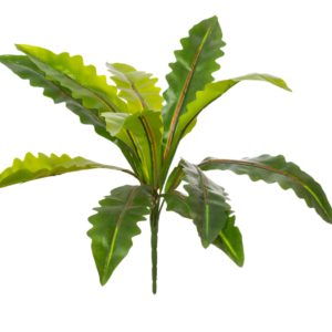 Relleno Asplenium 40 cm uc.12