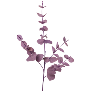 Relleno Eucalipto 4 ramas 63 cm uc.24 Púrpura