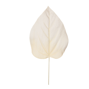 Relleno Hoja Anthurium 54 uc.12 Crema
