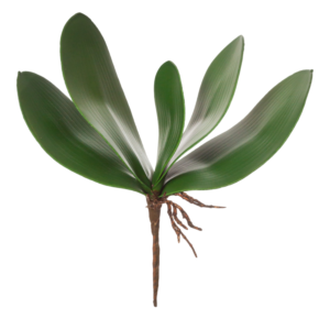 Relleno Hoja Orquidea uc.24